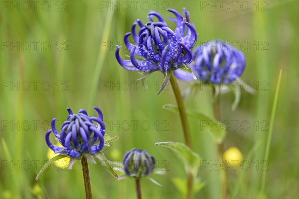 Hemispherical Devil's Claw