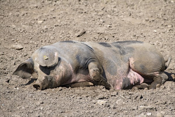 Duroc pig