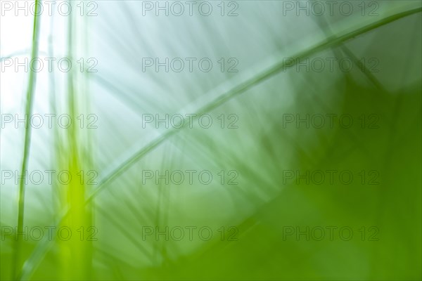 Blurred blades of grass