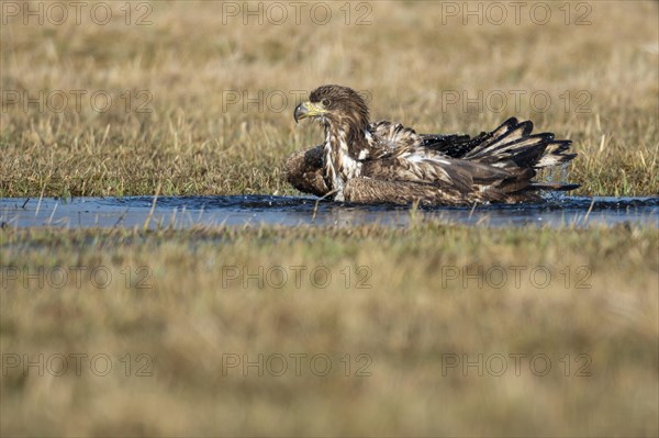 Bathing White-tailed eagle