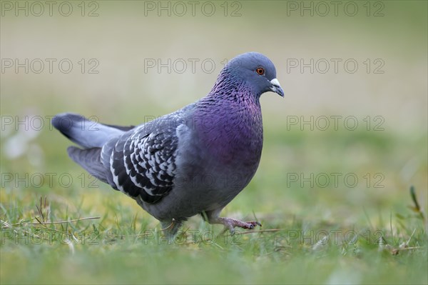 City dove