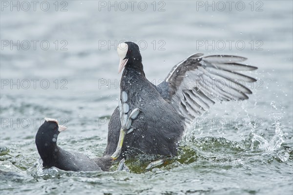 Eurasian coot