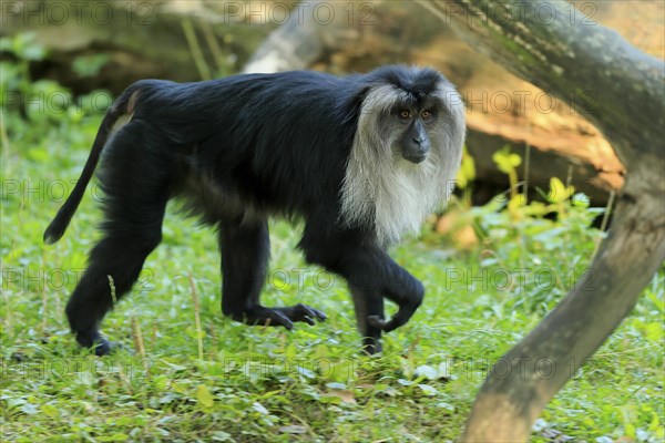 Lion-tailed macaque