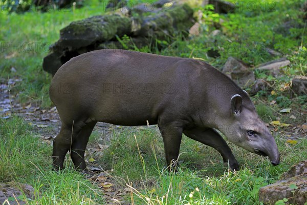 Lowland tapir