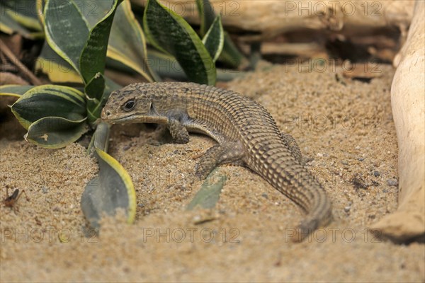 Striped shield lizard