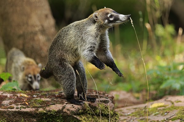 White-trunked coati