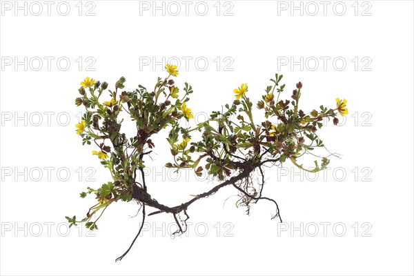 Creeping Potentilla reptans