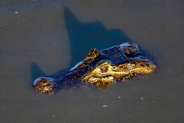 Yacare caiman