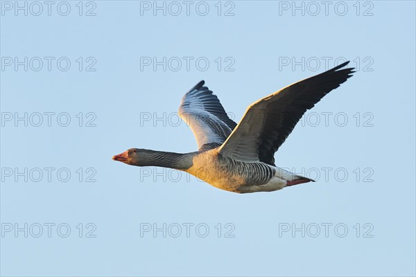 Greylag goose