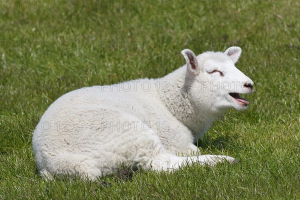 Domestic sheep