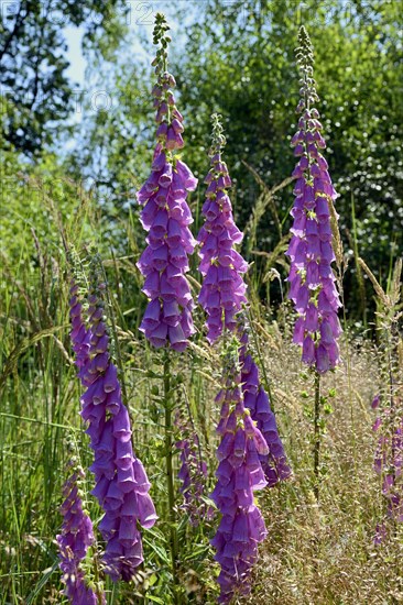 Common foxglove