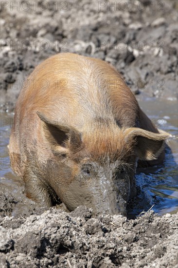 Duroc pig