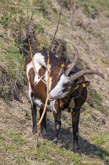 Tauernschecken domestic goat