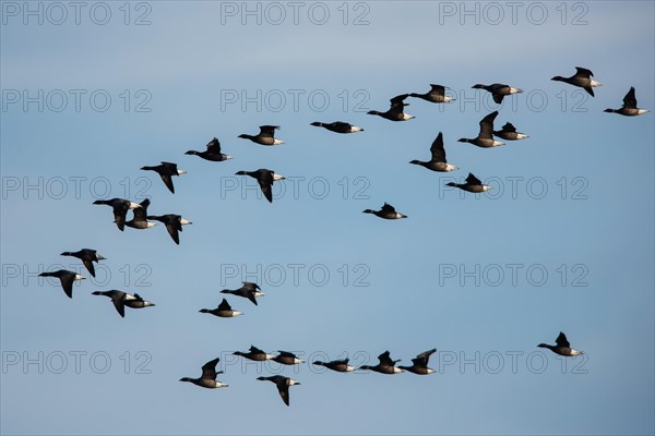 Brent Goose