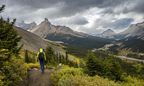 Hiker between autumnal bushes