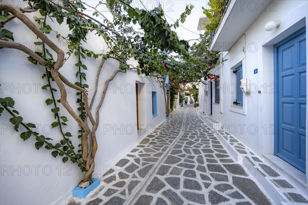 Small white alley with houses overgrown with clover plants