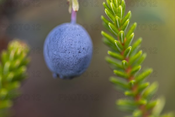 Bog bilberry