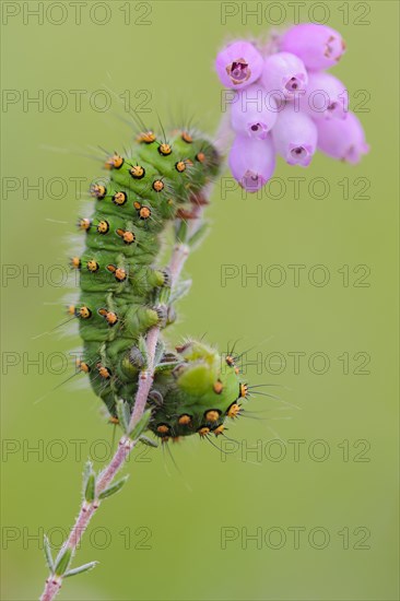 Caterpillar of a night peacock