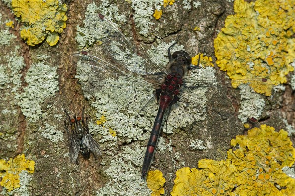 White-faced darter