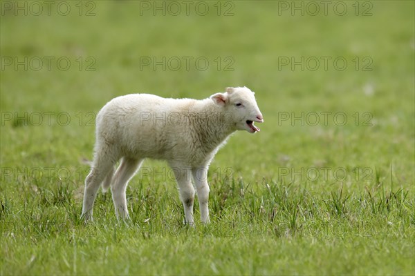 Forest sheep