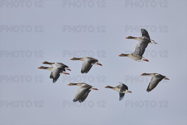 Flying Greylag goose