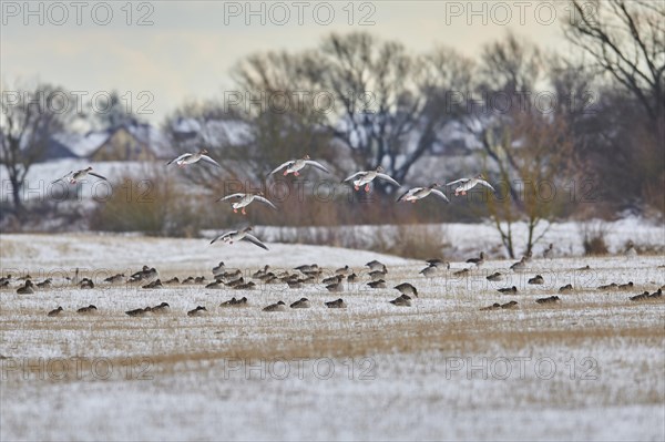 Landing greylag goose