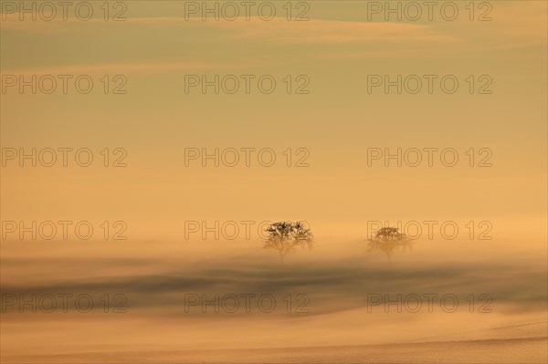 Apple trees