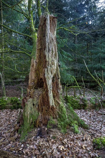 Spruce forest