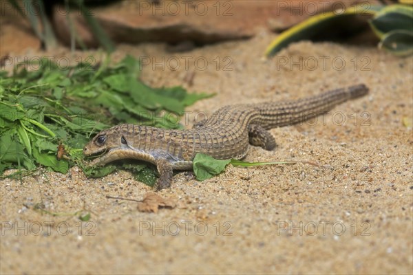 Striped shield lizard