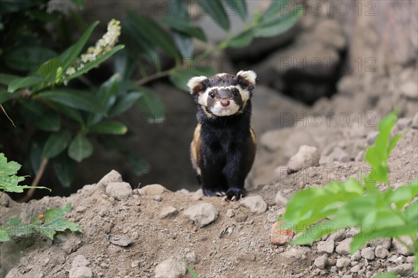 Marbled polecat