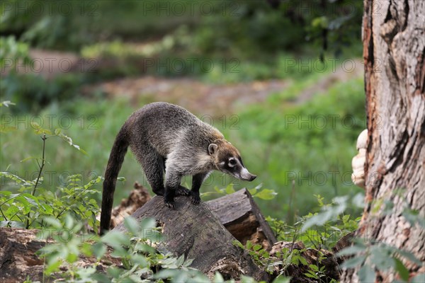 White-trunked coati