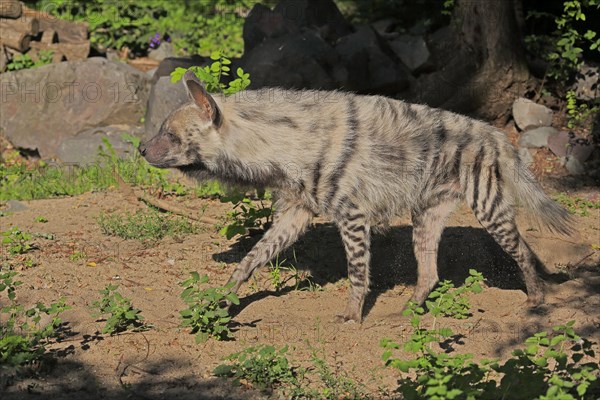 Striped hyena