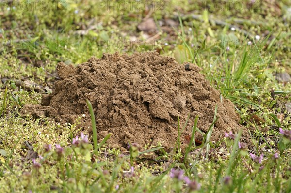 Mole mound in a meadow