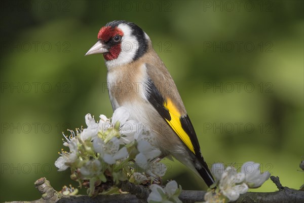 European goldfinch