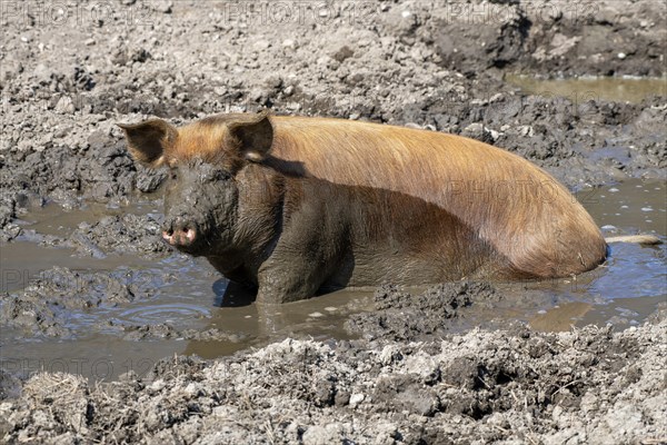 Duroc pig