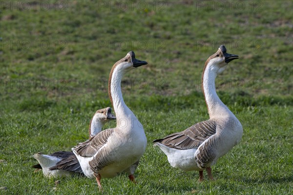 Mute goose