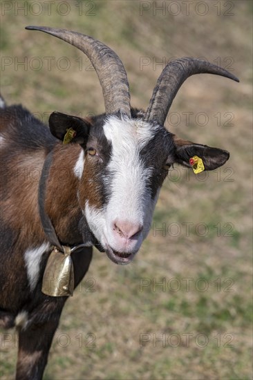 Tauernschecken domestic goat