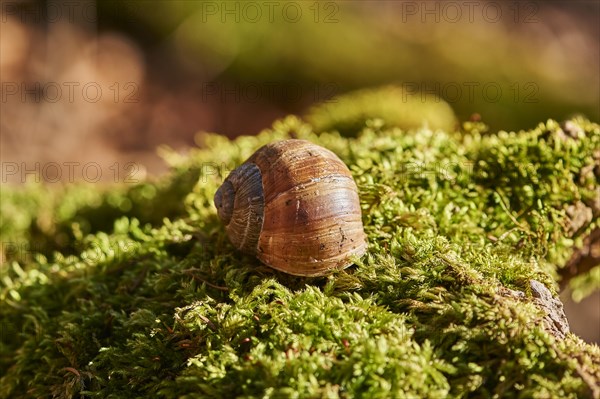 Roman snail