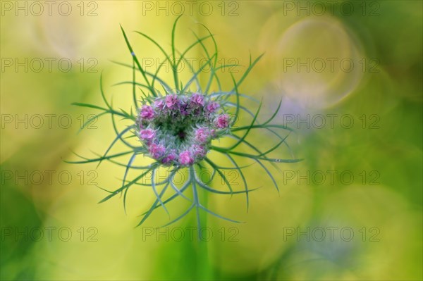 Wild carrot