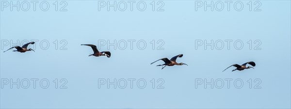 Glossy ibis