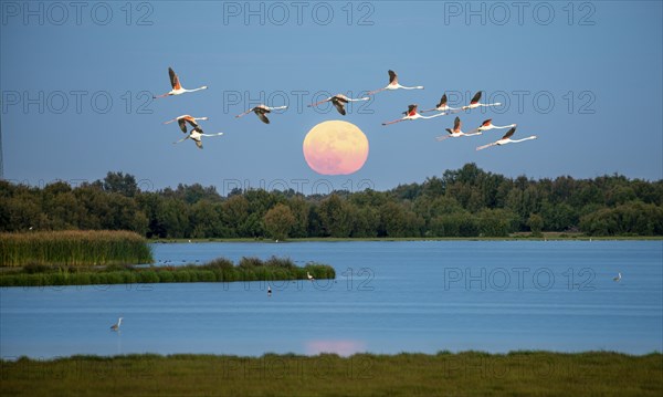 Greater flamingos