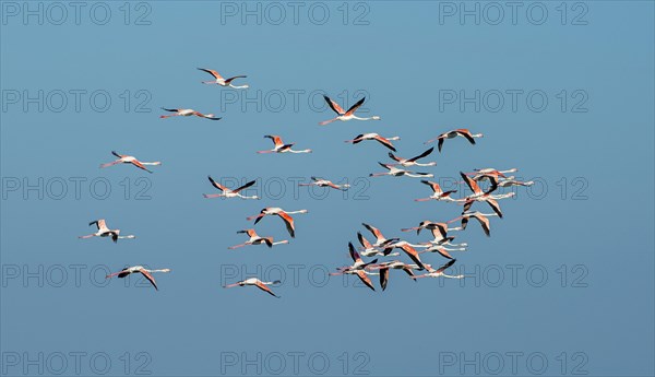 Greater flamingos