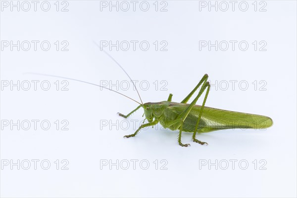 Great green bush cricket