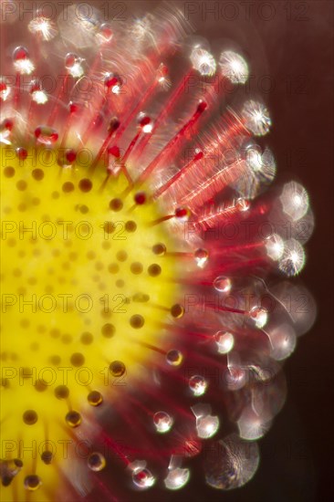 Sundew