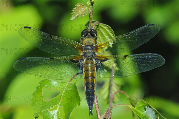 Four-spotted chaser