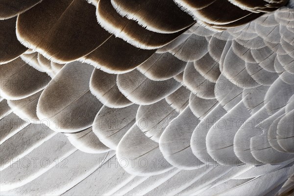 Feathers