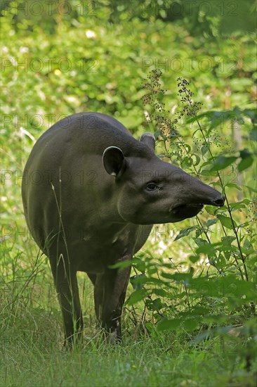 Lowland tapir