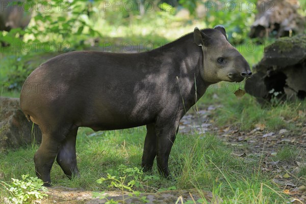 Lowland tapir