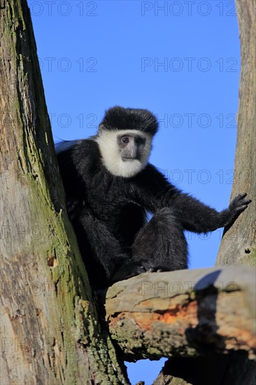 Mantled guereza