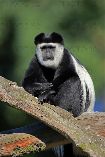 Mantled guereza